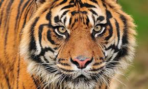 tiger head